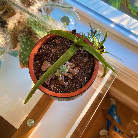 Handmade By Me Planter Terracota Dot 🔮 - Picture 9 of 16